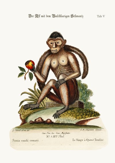 The Bush-tailed Monkey by George Edwards